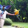 bali-birdpark